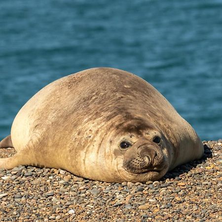 La Elvira Natural Lodge Nature & Wildlife Experience In Peninsula Valdes Punta Delgada 外观 照片