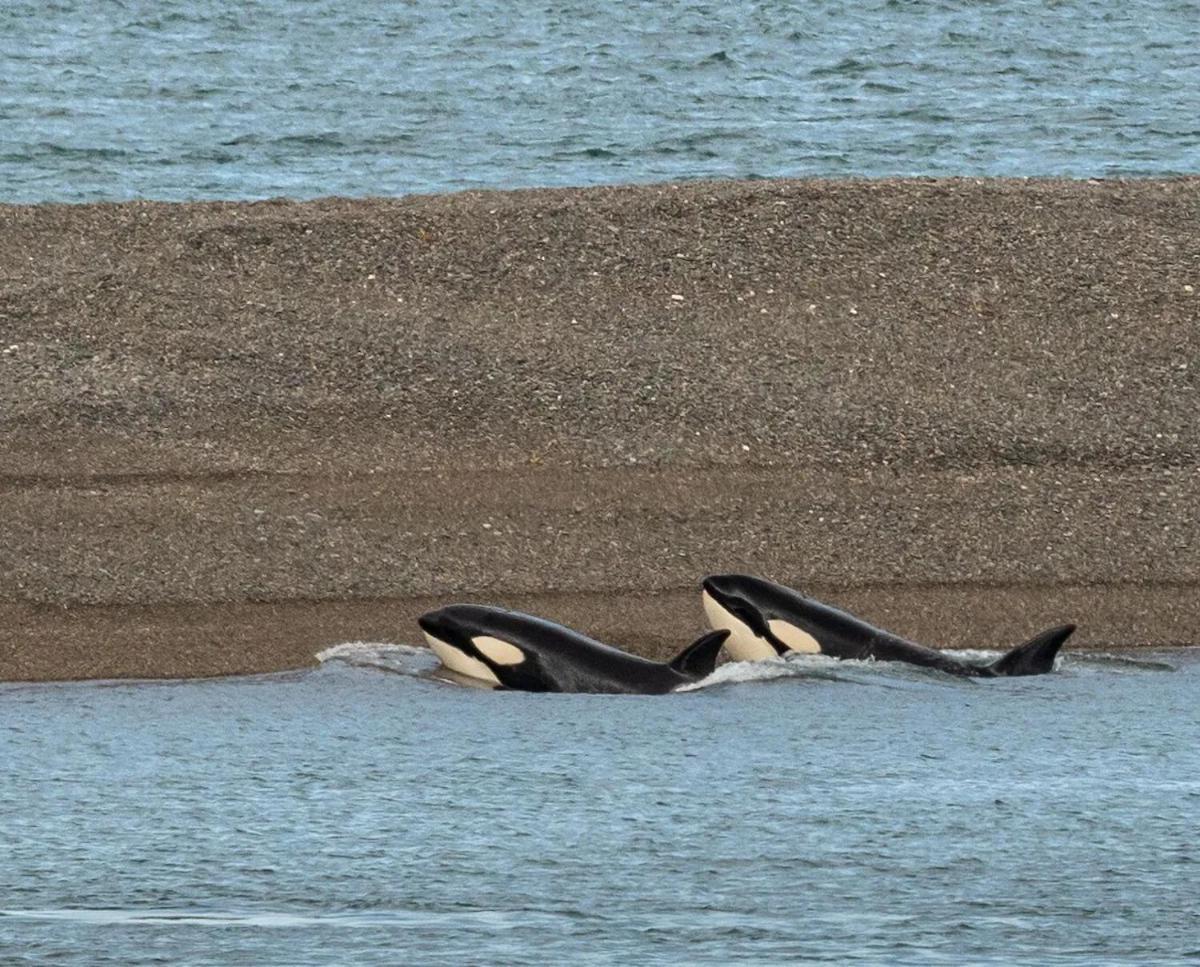 La Elvira Natural Lodge Nature & Wildlife Experience In Peninsula Valdes Punta Delgada 外观 照片