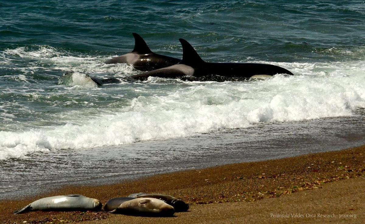 La Elvira Natural Lodge Nature & Wildlife Experience In Peninsula Valdes Punta Delgada 外观 照片