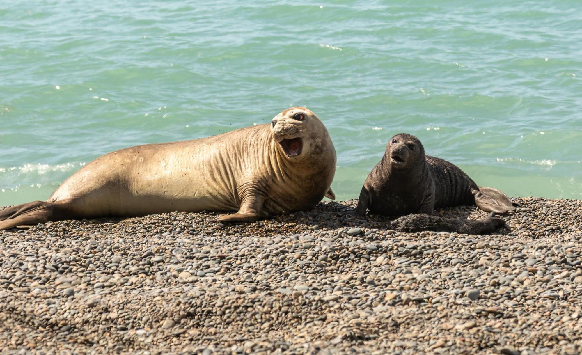 La Elvira Natural Lodge Nature & Wildlife Experience In Peninsula Valdes Punta Delgada 外观 照片